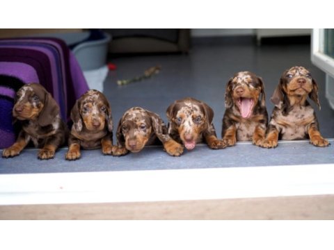 Mini boy dachshund merle sosis bebekler aşılı