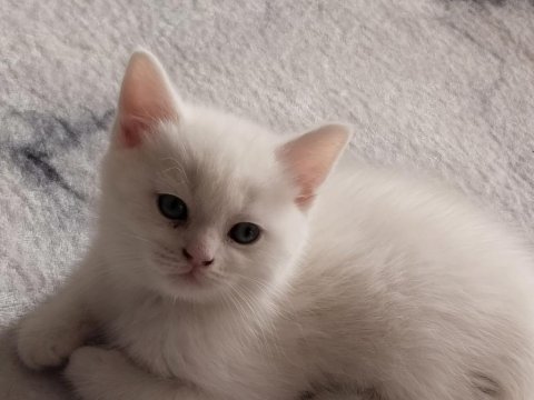 Minik british shorthair kediler