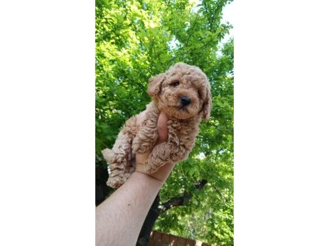 Erkek poodle yavrum yeni ailesini bekliyor