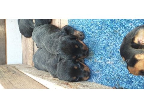 Yavru rottweiler