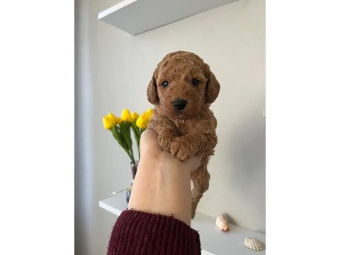 Toy poodle bebekler