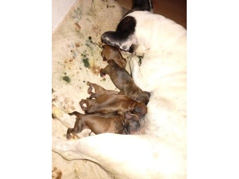 Anne altından 1 haftalık köpekler anne maskeli baba taiger