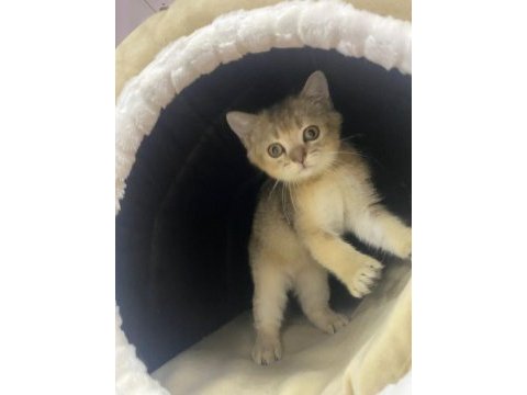 Yavru kedi