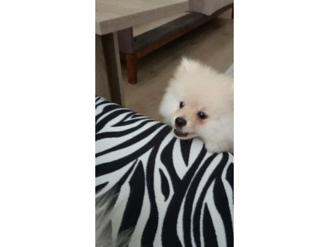 Pomeranian 6 aylık erkek spitz