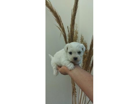 Bebek mini boy maltese