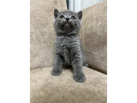 Safkan british shorthair ayı surat top kafa bebis