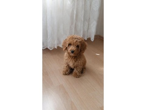 Uygun vasıflı safkan poodle