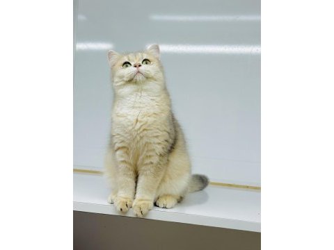 Bri ay11 british shorthair erkek yeni aile gitmeye hazır