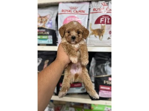 Kg garantili maltipoo yavrularımız