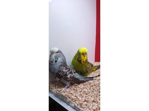 Show jumbo çift kuşlarımız