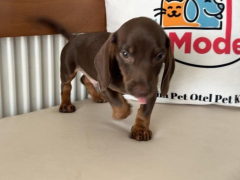 Petmode köpek çiftliğinden dacshund yavrumuz