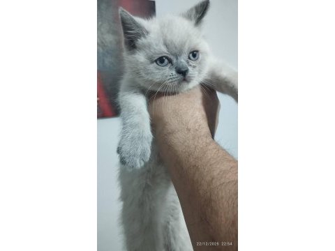 Blue point british shorthair yavrular