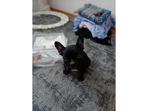 A+a kalite merle french bulldog