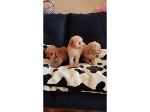 Sevimli poodle yavrular