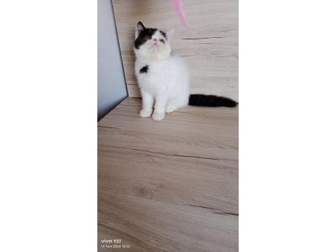 Show kalite exotic shorthair bebekler