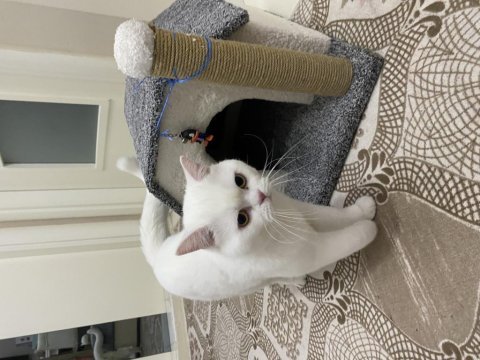 British shortair kedi sahiplendirme ilanı