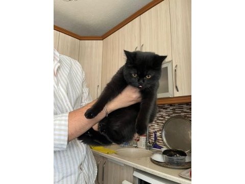 5 aylık british shorthair kömür