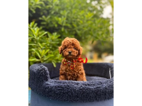 Safkan toy poodle yavrularımız