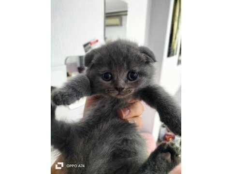 50 günlük scottish fold kediler