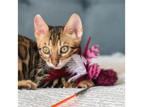 Üst kaliteli bengal erkek