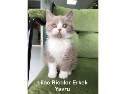 British shorthair lilac bi color erkek yavru