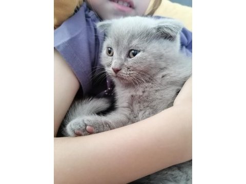 Özel renk british longhair