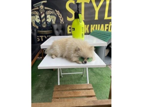 10 aylık dişi 2 kg pomeranian