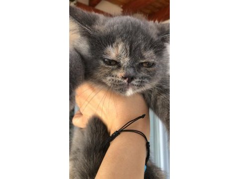 2 aylık dişi british shorthair