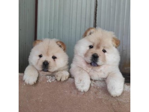 Sağlık ve ırk garantili chow chow yavrularımız