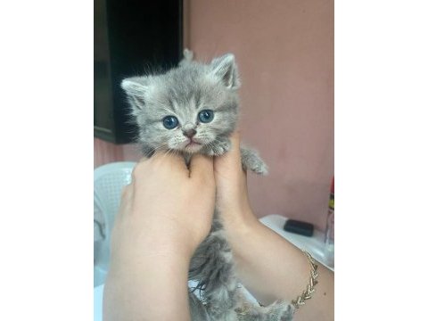 Safkan blue point british shorthair yavrularımız (son 4)