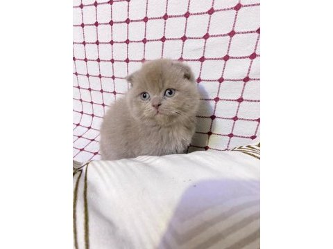 Yeni yuvalarına gitmeye hazır yavru kediler