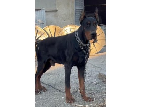 Sağlıklı siyah ve kızıl doberman yavrularımız