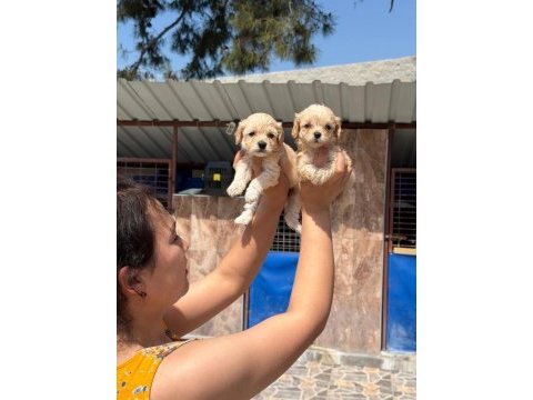 Maltipoo yavru köpekler