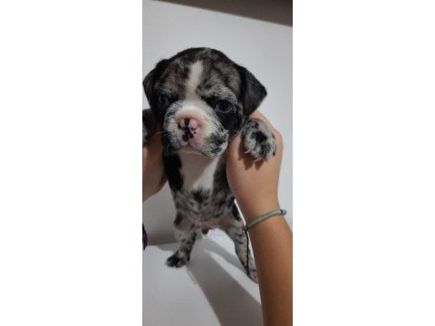 French bulldog