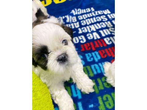 Shih tzu köpeği yavruları
