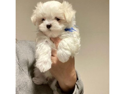 A kalite morkie yavrularımız