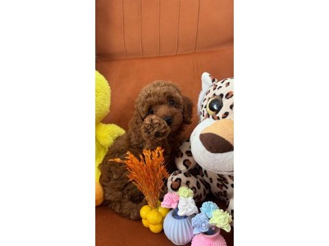 Boy kilo garantili saf kan toy poodle