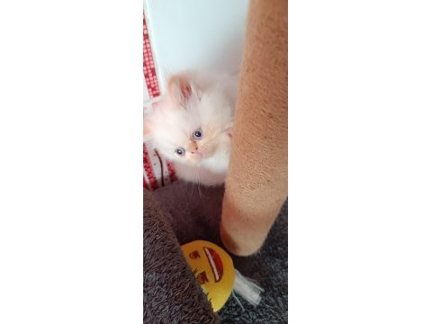 İran kedimiz galiba tavşan