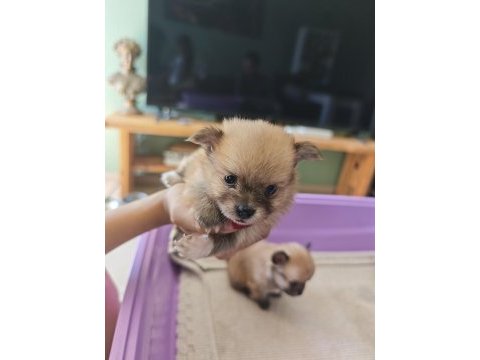 Pomeranian chihuahua mix