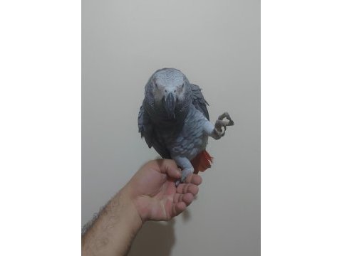 Yerli üretim kapalı bilezik jako konuşur eğitimli