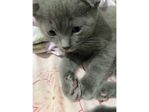 2 aylık baykuş kulaklı scottish fold