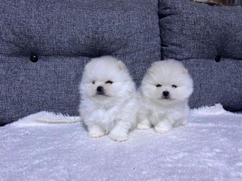 Kar beyaz güzellikler pomeranian yavrularımız