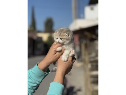 A kalite tricolor dişi scottish fold yavrumuz