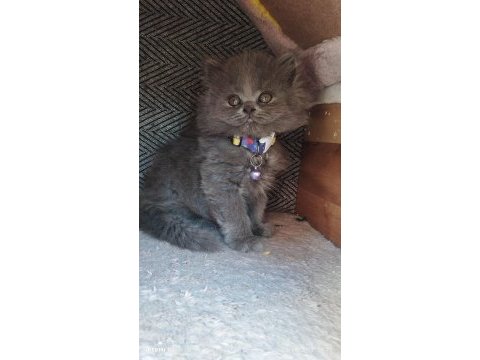 Acil sahiplendirme 50 günlük british longhair