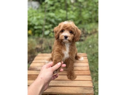 Party colour erkek üst düzey maltipoo