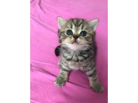2 adet dişi british shorthairr 2 aylık