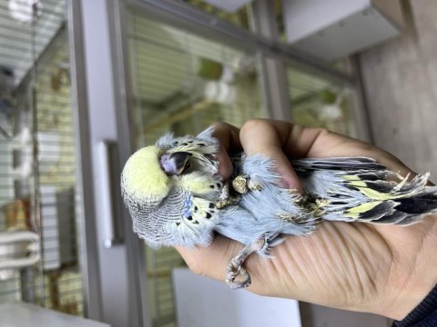Üst vasıf yavru kuşlar show