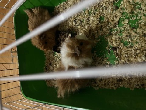 Ginepig büyükçekmece acil