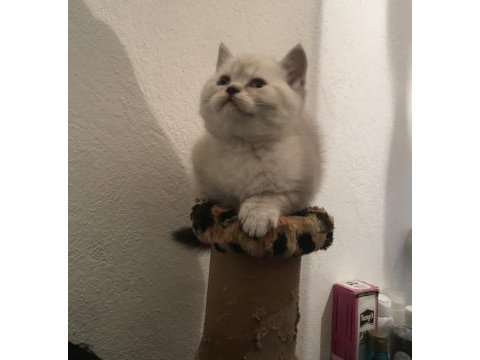 Scottish straight ve scottish fold