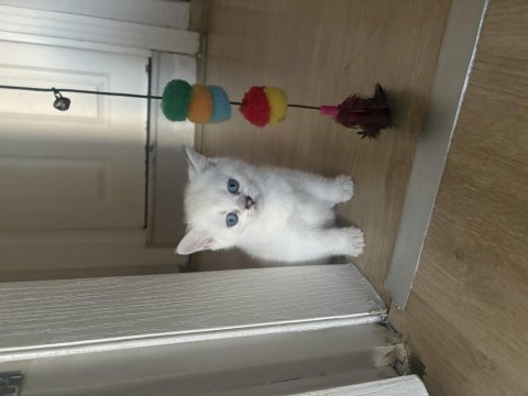 Erkek beyaz kedimiz